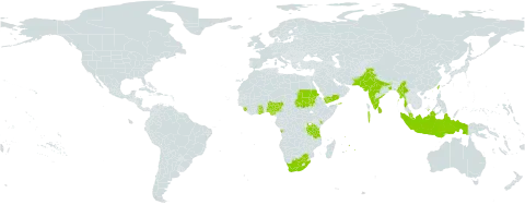 Senna auriculata world distribution map, present in Angola, Ghana, Indonesia, India, Kenya, Sri Lanka, Maldives, Myanmar, Mauritius, Malaysia, Nigeria, Pakistan, Sudan, Sierra Leone, Taiwan, Province of China, Tanzania, United Republic of, Yemen, and South Africa