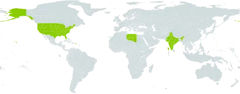 Senna marylandica world distribution map, present in India, Libya, and United States of America