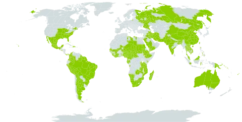 Senna occidentalis world distribution map, present in Angola, Argentina, American Samoa, Australia, Burundi, Bangladesh, Bahamas, Bolivia (Plurinational State of), Brazil, Barbados, Brunei Darussalam, Bhutan, Central African Republic, China, Côte d'Ivoire, Cameroon, Cook Islands, Colombia, Comoros, Cayman Islands, Djibouti, Dominican Republic, Ethiopia, Fiji, Gabon, Ghana, Guinea, Equatorial Guinea, French Guiana, Guyana, Haiti, Indonesia, India, Iran (Islamic Republic of), Iraq, Kenya, Cambodia, Kiribati, Lao People's Democratic Republic, Lebanon, Liberia, Libya, Sri Lanka, Madagascar, Maldives, Mexico, Marshall Islands, Mali, Northern Mariana Islands, Mozambique, Mauritius, Malaysia, Namibia, Niger, Nigeria, Niue, Nepal, Nauru, Pakistan, Panama, Peru, Philippines, Papua New Guinea, Réunion, Russian Federation, Rwanda, Saudi Arabia, Sudan, Senegal, Singapore, Solomon Islands, Sierra Leone, El Salvador, Suriname, Seychelles, Chad, Togo, Thailand, Tonga, Taiwan, Province of China, Tanzania, United Republic of, Uganda, United States of America, Viet Nam, Yemen, South Africa, and Zambia