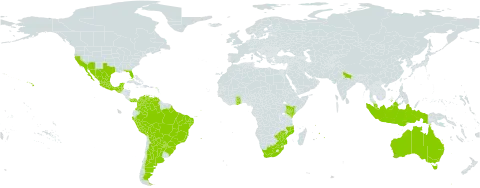 Senna pendula world distribution map, present in Argentina, American Samoa, Australia, Bonaire, Sint Eustatius and Saba, Belize, Bolivia (Plurinational State of), Brazil, Colombia, Ghana, Guatemala, Indonesia, India, Kenya, Mexico, Mozambique, Mauritius, Malaysia, Panama, Peru, Paraguay, United States of America, Venezuela (Bolivarian Republic of), South Africa, and Zimbabwe