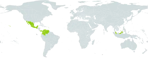 Senna pendula var. indecora world distribution map, present in Bonaire, Sint Eustatius and Saba, Colombia, Guatemala, Mexico, Malaysia, Panama, United States of America, and Venezuela (Bolivarian Republic of)