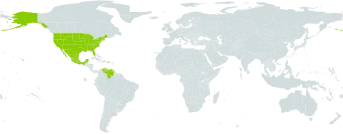 Senna pendula var. ovalifolia world distribution map, present in Bonaire, Sint Eustatius and Saba, Mexico, United States of America, and Venezuela (Bolivarian Republic of)