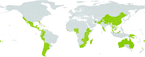 Senna septemtrionalis world distribution map, present in Angola, Argentina, American Samoa, Australia, Burundi, Bonaire, Sint Eustatius and Saba, Brazil, Chile, China, Cameroon, Colombia, Costa Rica, Dominican Republic, Ethiopia, Fiji, Ghana, Equatorial Guinea, Guatemala, Honduras, Indonesia, India, Iran (Islamic Republic of), Iceland, Jamaica, Kenya, Sri Lanka, Madagascar, Mexico, Mozambique, Malawi, Malaysia, Nigeria, Nicaragua, Nepal, New Zealand, Pakistan, Panama, Peru, Papua New Guinea, Puerto Rico, Rwanda, Singapore, Sierra Leone, El Salvador, Thailand, Tonga, Tanzania, United Republic of, Uganda, United States of America, Viet Nam, South Africa, Zambia, and Zimbabwe