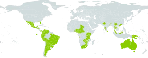 Senna spectabilis world distribution map, present in Angola, Argentina, American Samoa, Australia, Burundi, Bonaire, Sint Eustatius and Saba, Bolivia (Plurinational State of), Brazil, Bhutan, Central African Republic, China, Cameroon, Colombia, Ecuador, Ghana, Hong Kong, Honduras, India, Kenya, Sri Lanka, Mexico, Mauritius, Malawi, Malaysia, Nigeria, Panama, Peru, Papua New Guinea, Paraguay, Singapore, El Salvador, Chad, Togo, Thailand, Tanzania, United Republic of, Uganda, United States of America, Venezuela (Bolivarian Republic of), South Africa, Zambia, and Zimbabwe