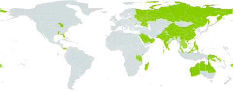 Senna tora world distribution map, present in Australia, Bhutan, China, Fiji, Indonesia, India, Kenya, Cambodia, Lao People's Democratic Republic, Sri Lanka, Madagascar, Maldives, Mauritius, Malaysia, Nepal, Oman, Pakistan, Panama, Philippines, Papua New Guinea, Réunion, Russian Federation, Saudi Arabia, Singapore, Solomon Islands, Seychelles, Thailand, Taiwan, Province of China, Tanzania, United Republic of, Ukraine, United States of America, and Viet Nam