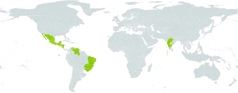 Senna uniflora world distribution map, present in Bonaire, Sint Eustatius and Saba, Belize, Brazil, Guatemala, Honduras, India, Mexico, Mauritius, Nicaragua, Réunion, El Salvador, and Venezuela (Bolivarian Republic of)