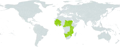 Sesamum sesamoides world distribution map, present in Benin, Burkina Faso, Botswana, Central African Republic, Cameroon, Ghana, Guinea, Guinea-Bissau, Kenya, Liberia, Mali, Mozambique, Mauritania, Malawi, Namibia, Sudan, Senegal, Sierra Leone, South Sudan, Chad, Togo, Tanzania, United Republic of, Uganda, Zambia, and Zimbabwe
