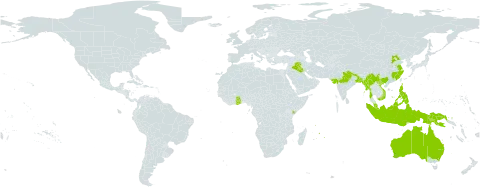Sesbania cannabina world distribution map, present in Australia, Bangladesh, China, Ghana, Indonesia, India, Iraq, Kenya, Myanmar, Mauritius, Malaysia, Nepal, Philippines, Papua New Guinea, Réunion, and Viet Nam
