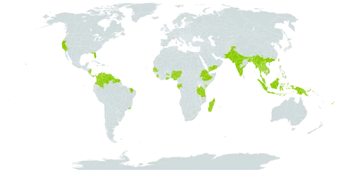 Sesbania grandiflora world distribution map, present in American Samoa, Bangladesh, Brazil, China, Colombia, Cabo Verde, Cayman Islands, Djibouti, Ethiopia, Fiji, Gabon, Ghana, French Guiana, Guyana, Indonesia, India, Jamaica, Kenya, Cambodia, Lao People's Democratic Republic, Sri Lanka, Madagascar, Maldives, Marshall Islands, Myanmar, Northern Mariana Islands, Mauritius, Malawi, Malaysia, Nigeria, Nicaragua, Nepal, Pakistan, Panama, Philippines, Papua New Guinea, Réunion, Senegal, Singapore, Sierra Leone, Suriname, Seychelles, Thailand, Taiwan, Province of China, Tanzania, United Republic of, United States of America, Venezuela (Bolivarian Republic of), Viet Nam, and Yemen