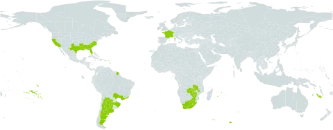 Sesbania punicea world distribution map, present in Argentina, Brazil, France, Lesotho, Mauritius, Malawi, United States of America, South Africa, Zambia, and Zimbabwe