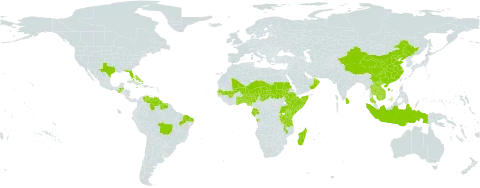 Sesbania sericea world distribution map, present in Angola, American Samoa, Burundi, Benin, Bahamas, Belize, Brazil, China, Ethiopia, Gabon, Ghana, Equatorial Guinea, Guatemala, French Guiana, Guyana, Indonesia, Jamaica, Kenya, Cambodia, Lao People's Democratic Republic, Sri Lanka, Madagascar, Mali, Martinique, Malawi, Niger, Nigeria, Oman, Réunion, Sudan, Senegal, Somalia, Suriname, Seychelles, Chad, Togo, Thailand, Trinidad and Tobago, Tanzania, United Republic of, Uganda, United States of America, Venezuela (Bolivarian Republic of), and Viet Nam