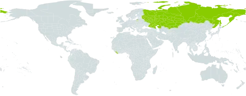 Seseli krylovii world distribution map, present in Kazakhstan, Liberia, and Russian Federation