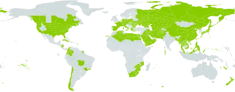 Setaria italica world distribution map, present in Afghanistan, Åland Islands, Austria, Bangladesh, Bulgaria, Brazil, Canada, Switzerland, Chile, China, Colombia, Cuba, Cayman Islands, Cyprus, Czech Republic, Germany, Algeria, Egypt, Spain, France, Micronesia (Federated States of), Georgia, Greece, Hungary, Iran (Islamic Republic of), Iraq, Italy, Japan, Kazakhstan, Kyrgyzstan, Lao People's Democratic Republic, Libya, Moldova (Republic of), Maldives, Myanmar, Mozambique, Mauritius, Malaysia, Nicaragua, Nepal, New Zealand, Oman, Pakistan, Philippines, Palau, Poland, Korea (Democratic People's Republic of), Réunion, Romania, Russian Federation, Saudi Arabia, Turks and Caicos Islands, Thailand, Turkmenistan, Taiwan, Province of China, Ukraine, United States of America, Uzbekistan, Viet Nam, Yemen, South Africa, and Zimbabwe