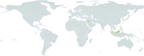 Shorea atrinervosa world distribution map, present in Brunei Darussalam, Indonesia, India, Malaysia, New Zealand, and Saudi Arabia