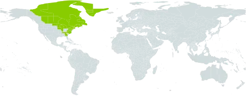 Sibbaldia tridentata world distribution map, present in Canada, France, Greenland, Saint Pierre and Miquelon, and United States of America
