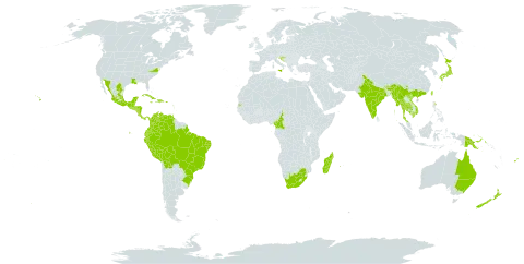 Sicyos edulis world distribution map, present in Australia, Bonaire, Sint Eustatius and Saba, Belize, Bolivia (Plurinational State of), Brazil, Barbados, Bhutan, China, Cameroon, Cook Islands, Colombia, Costa Rica, Cuba, Cayman Islands, Dominica, Dominican Republic, Ecuador, Spain, Fiji, Guadeloupe, Equatorial Guinea, Guatemala, Guam, Honduras, Croatia, Haiti, India, Italy, Jamaica, Japan, Cambodia, Sri Lanka, Madagascar, Mexico, Myanmar, Martinique, Mauritius, Nicaragua, Nepal, New Zealand, Panama, Peru, Papua New Guinea, Puerto Rico, Réunion, El Salvador, Sao Tome and Principe, Seychelles, Thailand, Trinidad and Tobago, Taiwan, Province of China, United States of America, Venezuela (Bolivarian Republic of), Viet Nam, and South Africa
