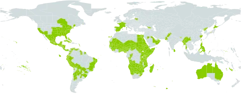 Sida spinosa world distribution map, present in Angola, Anguilla, Argentina, French Southern Territories, Antigua and Barbuda, Australia, Burundi, Benin, Bonaire, Sint Eustatius and Saba, Burkina Faso, Bahamas, Belize, Bolivia (Plurinational State of), Brazil, Barbados, Bhutan, Botswana, Canada, Chile, China, Congo, Colombia, Cabo Verde, Costa Rica, Cuba, Cayman Islands, Ecuador, Egypt, Eritrea, Spain, Ethiopia, France, Micronesia (Federated States of), Georgia, Ghana, Guinea, Guadeloupe, Gambia, Equatorial Guinea, Grenada, Guatemala, French Guiana, Guyana, Honduras, India, Jamaica, Japan, Kenya, Saint Lucia, Sri Lanka, Lesotho, Lithuania, Madagascar, Mexico, Mali, Myanmar, Northern Mariana Islands, Mozambique, Mauritania, Martinique, Mauritius, Namibia, Niger, Nigeria, Nicaragua, Oman, Pakistan, Panama, Peru, Philippines, Palau, Puerto Rico, Korea (Democratic People's Republic of), Paraguay, Qatar, Réunion, Rwanda, Saudi Arabia, Sudan, Senegal, Sierra Leone, El Salvador, Somalia, South Sudan, eSwatini, Turks and Caicos Islands, Chad, Togo, Tonga, Trinidad and Tobago, Taiwan, Province of China, Tanzania, United Republic of, Uganda, Uruguay, United States of America, Saint Vincent and the Grenadines, Venezuela (Bolivarian Republic of), Yemen, South Africa, Zambia, and Zimbabwe