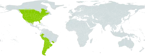 Silene antirrhina world distribution map, present in Argentina, Bolivia (Plurinational State of), Brazil, Canada, Chile, Mexico, Peru, Paraguay, Uruguay, and United States of America