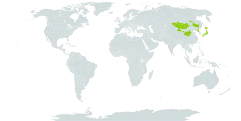 Silene foliosa world distribution map, present in China, Japan, Mongolia, and Korea (Democratic People's Republic of)