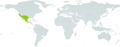 Silene laciniata world distribution map, present in Mexico and United States of America