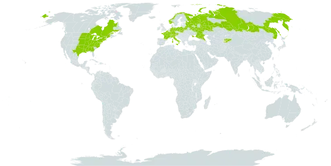 Silphium perfoliatum world distribution map, present in Austria, Belgium, Belarus, Canada, Switzerland, Germany, France, Italy, Kyrgyzstan, Norway, Poland, Russian Federation, Ukraine, and United States of America