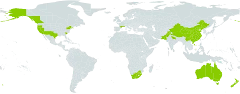 Sisymbrium orientale world distribution map, present in Australia, Canada, China, France, India, New Zealand, Pakistan, United States of America, and South Africa