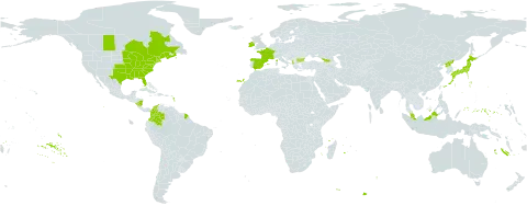 Sisyrinchium angustifolium world distribution map, present in Åland Islands, Albania, Bulgaria, Canada, Colombia, Spain, France, Micronesia (Federated States of), Georgia, Ireland, Japan, Malaysia, Nicaragua, Korea (Democratic People's Republic of), and United States of America
