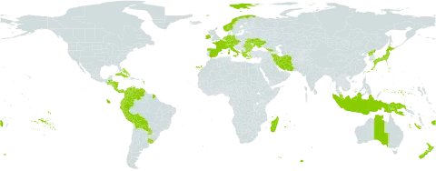 Sisyrinchium world distribution map, present in Åland Islands, Albania, Australia, Austria, Bulgaria, Bahamas, Belize, Bermuda, Bolivia (Plurinational State of), Switzerland, Colombia, Costa Rica, Cuba, Czech Republic, Germany, Dominica, Ecuador, Spain, Fiji, Falkland Islands (Malvinas), France, Micronesia (Federated States of), Georgia, Greece, Guatemala, Hong Kong, Honduras, Indonesia, Ireland, Iran (Islamic Republic of), Italy, Japan, Madagascar, Mauritius, Malaysia, Norfolk Island, Nicaragua, Netherlands, Norway, New Zealand, Panama, Peru, Papua New Guinea, Puerto Rico, Korea (Democratic People's Republic of), Paraguay, Réunion, Romania, Ukraine, Uruguay, Venezuela (Bolivarian Republic of), and Samoa
