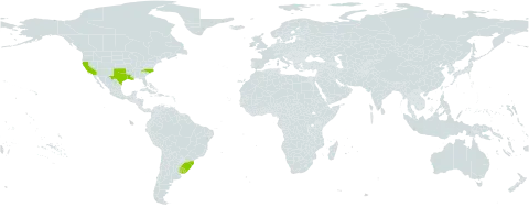 Sisyrinchium minus world distribution map, present in Brazil, Uruguay, and United States of America