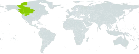 Sisyrinchium septentrionale world distribution map, present in Canada and United States of America