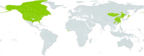 Sium suave world distribution map, present in Canada, China, Japan, Liberia, Mongolia, Korea (Democratic People's Republic of), Taiwan, Province of China, and United States of America