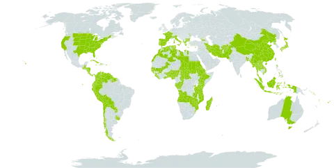 Smilax world distribution map, present in Afghanistan, Angola, Åland Islands, Albania, Andorra, Australia, Benin, Burkina Faso, Bangladesh, Bulgaria, Bahamas, Belize, Bermuda, Bolivia (Plurinational State of), Central African Republic, Chile, China, Congo, Colombia, Comoros, Costa Rica, Cuba, Cayman Islands, Cyprus, Dominica, Algeria, Ecuador, Eritrea, Spain, Ethiopia, Fiji, France, Micronesia (Federated States of), Gabon, Georgia, Ghana, Guinea, Gambia, Guinea-Bissau, Greece, Guatemala, Guyana, Honduras, Haiti, Indonesia, Iran (Islamic Republic of), Italy, Jamaica, Japan, Kenya, Lao People's Democratic Republic, Liberia, Libya, Morocco, Moldova (Republic of), Madagascar, Mali, Myanmar, Mozambique, Mauritius, Malaysia, Norfolk Island, Nigeria, Nicaragua, Nepal, Pakistan, Panama, Peru, Philippines, Palau, Puerto Rico, Korea (Democratic People's Republic of), Portugal, Paraguay, Réunion, Rwanda, Sudan, Senegal, Solomon Islands, Sierra Leone, Suriname, eSwatini, Turks and Caicos Islands, Chad, Togo, Thailand, Tonga, Tunisia, Taiwan, Province of China, Tanzania, United Republic of, Uganda, Uruguay, United States of America, Venezuela (Bolivarian Republic of), Viet Nam, Vanuatu, Zambia, and Zimbabwe