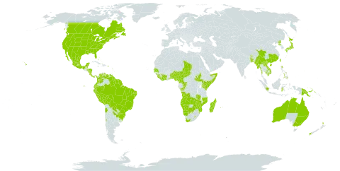 Solanum americanum world distribution map, present in Angola, Argentina, French Southern Territories, Antigua and Barbuda, Australia, Benin, Bonaire, Sint Eustatius and Saba, Bangladesh, Bahamas, Belize, Bolivia (Plurinational State of), Brazil, Barbados, Bhutan, Botswana, Canada, Chile, China, Côte d'Ivoire, Cameroon, Congo, Colombia, Comoros, Cabo Verde, Costa Rica, Cayman Islands, Dominica, Ecuador, Spain, Fiji, Micronesia (Federated States of), Ghana, Guinea, Guadeloupe, Gambia, Equatorial Guinea, Grenada, French Guiana, Guam, Guyana, Honduras, Indonesia, India, Jamaica, Japan, Kenya, Cambodia, Lao People's Democratic Republic, Liberia, Saint Lucia, Sri Lanka, Lesotho, Madagascar, Mexico, Marshall Islands, Myanmar, Northern Mariana Islands, Mozambique, Montserrat, Martinique, Mauritius, Malawi, Namibia, Nigeria, Nicaragua, New Zealand, Panama, Peru, Philippines, Palau, Papua New Guinea, Puerto Rico, Korea (Democratic People's Republic of), Paraguay, Réunion, Senegal, Singapore, Sierra Leone, Somalia, South Sudan, Sao Tome and Principe, Suriname, Turks and Caicos Islands, Chad, Togo, Tonga, Trinidad and Tobago, Taiwan, Province of China, Tanzania, United Republic of, Uganda, United States Minor Outlying Islands, Uruguay, United States of America, Venezuela (Bolivarian Republic of), Viet Nam, South Africa, Zambia, and Zimbabwe