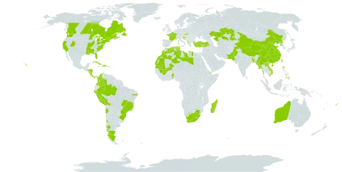 Solanum tuberosum world distribution map, present in Albania, Argentina, Australia, Benin, Burkina Faso, Bangladesh, Bosnia and Herzegovina, Bolivia (Plurinational State of), Brazil, Bhutan, Canada, Chile, China, Colombia, Cabo Verde, Costa Rica, Cuba, Djibouti, Dominican Republic, Algeria, Spain, Fiji, France, Honduras, Croatia, Haiti, India, Jamaica, Kazakhstan, Lao People's Democratic Republic, Libya, Lesotho, Morocco, Madagascar, Mali, Myanmar, Mauritania, Mauritius, Nicaragua, Niue, Nepal, New Zealand, Pakistan, Panama, Peru, Philippines, Puerto Rico, Korea (Democratic People's Republic of), Portugal, Réunion, South Georgia and the South Sandwich Islands, Saint Helena, Ascension and Tristan da Cunha, Sao Tome and Principe, Slovakia, Slovenia, Tunisia, Turkey, Taiwan, Province of China, United States of America, Venezuela (Bolivarian Republic of), Viet Nam, and South Africa