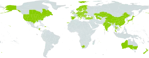 Solidago canadensis world distribution map, present in Andorra, Australia, Austria, Belgium, Bulgaria, Bosnia and Herzegovina, Belarus, Canada, Switzerland, China, Cook Islands, Czech Republic, Germany, Denmark, Dominican Republic, Spain, Estonia, Finland, France, United Kingdom of Great Britain and Northern Ireland, Georgia, Croatia, Hungary, India, Italy, Japan, Kazakhstan, Liechtenstein, Lithuania, Luxembourg, Latvia, Moldova (Republic of), Mauritius, Nicaragua, Netherlands, Norway, New Zealand, Poland, Romania, Russian Federation, Serbia, Slovakia, Slovenia, Sweden, Thailand, Turkmenistan, Turkey, Ukraine, United States of America, and South Africa