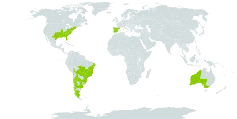 Solidago chilensis world distribution map, present in Argentina, Australia, Bolivia (Plurinational State of), Brazil, Chile, Spain, Portugal, Paraguay, Uruguay, and United States of America