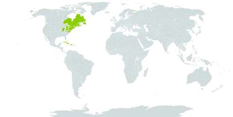 Solidago sempervirens world distribution map, present in Bahamas, Bermuda, Canada, Cuba, Dominican Republic, Puerto Rico, and United States of America