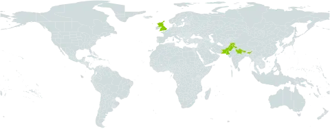 Solidago virgaurea world distribution map, present in United Kingdom of Great Britain and Northern Ireland, India, Nepal, and Pakistan