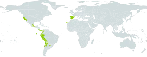 Soliva mexicana world distribution map, present in Argentina, Bolivia (Plurinational State of), Chile, Colombia, Costa Rica, Ecuador, Spain, Mexico, Panama, Peru, United States of America, and Venezuela (Bolivarian Republic of)