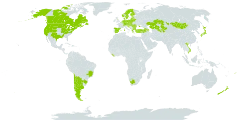 Sonchus arvensis subsp. arvensis world distribution map, present in Argentina, Armenia, Austria, Azerbaijan, Belgium, Bulgaria, Bosnia and Herzegovina, Belarus, Brazil, Canada, Switzerland, Chile, Czech Republic, Germany, Denmark, Spain, Estonia, Finland, Fiji, France, United Kingdom of Great Britain and Northern Ireland, Georgia, Greece, Croatia, Hungary, Italy, Japan, Kazakhstan, Kyrgyzstan, Liberia, Liechtenstein, Lithuania, Luxembourg, Latvia, Moldova (Republic of), North Macedonia, Malta, Montenegro, Mongolia, Netherlands, Norway, New Zealand, Poland, Romania, Russian Federation, Saint Pierre and Miquelon, Serbia, Slovakia, Slovenia, Sweden, Tajikistan, Turkey, Ukraine, United States of America, Uzbekistan, Viet Nam, and South Africa