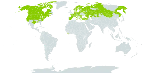 Sonchus arvensis subsp. uliginosus world distribution map, present in Albania, Austria, Bulgaria, Bosnia and Herzegovina, Belarus, Canada, Switzerland, Germany, Denmark, Spain, Estonia, Finland, France, United Kingdom of Great Britain and Northern Ireland, Georgia, Greece, Croatia, Hungary, Italy, Kazakhstan, Liberia, Lithuania, Latvia, Moldova (Republic of), Montenegro, Mongolia, Norway, Poland, Romania, Russian Federation, Serbia, Slovakia, Sweden, Turkey, Ukraine, and United States of America
