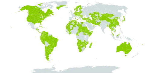 Sonchus oleraceus world distribution map, present in Afghanistan, Angola, Anguilla, Albania, Andorra, United Arab Emirates, Argentina, Armenia, American Samoa, Antigua and Barbuda, Australia, Austria, Azerbaijan, Belgium, Bonaire, Sint Eustatius and Saba, Burkina Faso, Bangladesh, Bulgaria, Bahrain, Bahamas, Bosnia and Herzegovina, Belarus, Belize, Brazil, Barbados, Bhutan, Botswana, Canada, Switzerland, Chile, China, Côte d'Ivoire, Cameroon, Cook Islands, Colombia, Cabo Verde, Costa Rica, Cuba, Cyprus, Czech Republic, Germany, Djibouti, Dominica, Denmark, Algeria, Ecuador, Egypt, Eritrea, Spain, Estonia, Ethiopia, Finland, Fiji, Falkland Islands (Malvinas), France, Micronesia (Federated States of), United Kingdom of Great Britain and Northern Ireland, Georgia, Gibraltar, Guinea, Guadeloupe, Equatorial Guinea, Greece, Grenada, Greenland, Guatemala, Guam, Honduras, Croatia, Hungary, India, Iran (Islamic Republic of), Iraq, Israel, Italy, Jamaica, Japan, Kazakhstan, Kyrgyzstan, Lebanon, Libya, Saint Lucia, Liechtenstein, Sri Lanka, Lesotho, Lithuania, Luxembourg, Latvia, Morocco, Monaco, Moldova (Republic of), Madagascar, Marshall Islands, North Macedonia, Mali, Malta, Myanmar, Montenegro, Mongolia, Mozambique, Mauritania, Montserrat, Martinique, Mauritius, Malaysia, Namibia, Niue, Netherlands, Norway, Nepal, New Zealand, Pakistan, Panama, Peru, Philippines, Poland, Puerto Rico, Korea (Democratic People's Republic of), Portugal, Paraguay, Qatar, Réunion, Romania, Russian Federation, Saudi Arabia, Sudan, South Georgia and the South Sandwich Islands, Saint Helena, Ascension and Tristan da Cunha, El Salvador, Somalia, Saint Pierre and Miquelon, Serbia, South Sudan, Sao Tome and Principe, Slovakia, Slovenia, Sweden, eSwatini, Syrian Arab Republic, Turks and Caicos Islands, Chad, Thailand, Tajikistan, Turkmenistan, Tonga, Trinidad and Tobago, Tunisia, Turkey, Taiwan, Province of China, Ukraine, United States Minor Outlying Islands, Uruguay, United States of America, Uzbekistan, Saint Vincent and the Grenadines, Venezuela (Bolivarian Republic of), Viet Nam, Yemen, South Africa, Zambia, and Zimbabwe