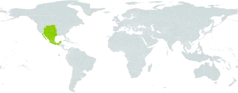 Sophora nuttalliana world distribution map, present in Mexico and United States of America