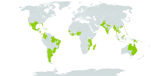 Sophora tomentosa world distribution map, present in Argentina, Australia, Bahamas, Belize, Brazil, China, Côte d'Ivoire, Colombia, Cayman Islands, Dominican Republic, Fiji, Ghana, Haiti, Indonesia, India, Jamaica, Kenya, Cambodia, Kiribati, Liberia, Sri Lanka, Madagascar, Maldives, Mexico, Marshall Islands, Myanmar, Northern Mariana Islands, Mozambique, Mauritius, Malaysia, Nigeria, Nicaragua, Pakistan, Panama, Philippines, Papua New Guinea, Senegal, Singapore, Solomon Islands, Sierra Leone, Seychelles, Togo, Thailand, Taiwan, Province of China, Tanzania, United Republic of, United States of America, and Viet Nam