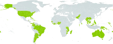 Sophora tonkinensis world distribution map, present in Argentina, Australia, Bahamas, Belize, Brazil, China, Côte d'Ivoire, Colombia, Cayman Islands, Dominican Republic, Fiji, Ghana, Haiti, Indonesia, India, Jamaica, Cambodia, Kiribati, Liberia, Sri Lanka, Madagascar, Maldives, Marshall Islands, Myanmar, Northern Mariana Islands, Mozambique, Mauritius, Malaysia, Nigeria, Pakistan, Panama, Philippines, Papua New Guinea, Senegal, Singapore, Solomon Islands, Sierra Leone, Seychelles, Togo, Thailand, Taiwan, Province of China, Tanzania, United Republic of, United States of America, and Viet Nam