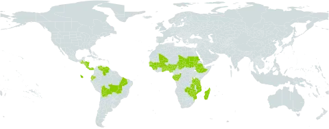 Sorghastrum incompletum world distribution map, present in Benin, Burkina Faso, Bolivia (Plurinational State of), Brazil, Congo, Costa Rica, Ecuador, Ethiopia, Gabon, Ghana, Guinea, Guinea-Bissau, Guatemala, Honduras, Madagascar, Mali, Mozambique, Nigeria, Nicaragua, Panama, Sudan, Senegal, Sierra Leone, Chad, Togo, Tanzania, United Republic of, Venezuela (Bolivarian Republic of), Zambia, and Zimbabwe