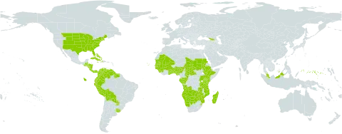 Sorghastrum world distribution map, present in Angola, Åland Islands, Benin, Burkina Faso, Bahamas, Belize, Bolivia (Plurinational State of), Botswana, Central African Republic, Congo, Colombia, Cabo Verde, Costa Rica, Cuba, Dominica, Ecuador, Ethiopia, Micronesia (Federated States of), Gabon, Georgia, Ghana, Guinea, Gambia, Guinea-Bissau, Guatemala, Guyana, Honduras, Haiti, Jamaica, Kenya, Madagascar, Mali, Mozambique, Mauritania, Malaysia, Namibia, Nigeria, Nicaragua, Panama, Peru, Puerto Rico, Paraguay, Sudan, Senegal, Sierra Leone, Suriname, eSwatini, Chad, Togo, Tanzania, United Republic of, Uganda, Uruguay, United States of America, Venezuela (Bolivarian Republic of), Zambia, and Zimbabwe