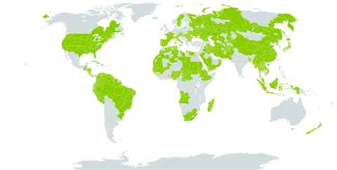 Sorghum bicolor world distribution map, present in Aruba, Afghanistan, Angola, Åland Islands, Andorra, Austria, Burkina Faso, Bangladesh, Bulgaria, Bahamas, Belize, Brazil, Central African Republic, Canada, China, Cook Islands, Colombia, Comoros, Costa Rica, Cuba, Cayman Islands, Cyprus, Czech Republic, Djibouti, Dominica, Algeria, Ecuador, Egypt, Spain, Ethiopia, Fiji, France, Micronesia (Federated States of), Georgia, Guinea, Gambia, Guinea-Bissau, Guatemala, Guyana, Honduras, Haiti, Hungary, Indonesia, Iran (Islamic Republic of), Iraq, Italy, Jamaica, Japan, Kazakhstan, Kyrgyzstan, Lao People's Democratic Republic, Libya, Morocco, Madagascar, Mali, Myanmar, Mauritania, Mauritius, Malaysia, Nigeria, Nicaragua, Nepal, New Zealand, Oman, Pakistan, Panama, Peru, Palau, Puerto Rico, Korea (Democratic People's Republic of), Portugal, Réunion, Romania, Russian Federation, Rwanda, Saudi Arabia, Sudan, Senegal, Suriname, Sweden, Seychelles, Turks and Caicos Islands, Chad, Togo, Thailand, Turkmenistan, Tunisia, Ukraine, United States of America, Uzbekistan, Venezuela (Bolivarian Republic of), Viet Nam, Yemen, and South Africa