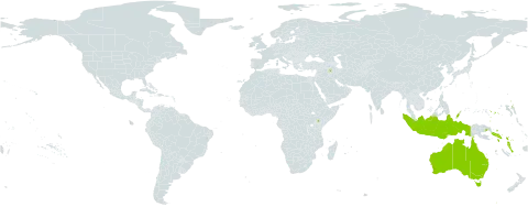 Soulamea amara world distribution map, present in Australia, Central African Republic, Micronesia (Federated States of), Indonesia, Iraq, Kenya, Marshall Islands, Malaysia, Palau, Papua New Guinea, Solomon Islands, United States of America, and Vanuatu