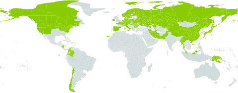Sparganium emersum world distribution map, present in Albania, Austria, Bulgaria, Belarus, Canada, Switzerland, Chile, China, Colombia, Czech Republic, Germany, Denmark, Spain, Finland, France, Micronesia (Federated States of), Hungary, Indonesia, Ireland, Iran (Islamic Republic of), Italy, Japan, Kazakhstan, Kyrgyzstan, Myanmar, Montenegro, Malaysia, Nicaragua, Netherlands, Norway, Pakistan, Papua New Guinea, Poland, Portugal, Romania, Russian Federation, Sweden, Turks and Caicos Islands, Ukraine, and United States of America
